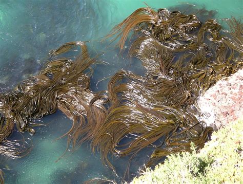 The Unique Characteristics of Eureka's Magic Seaweed Species